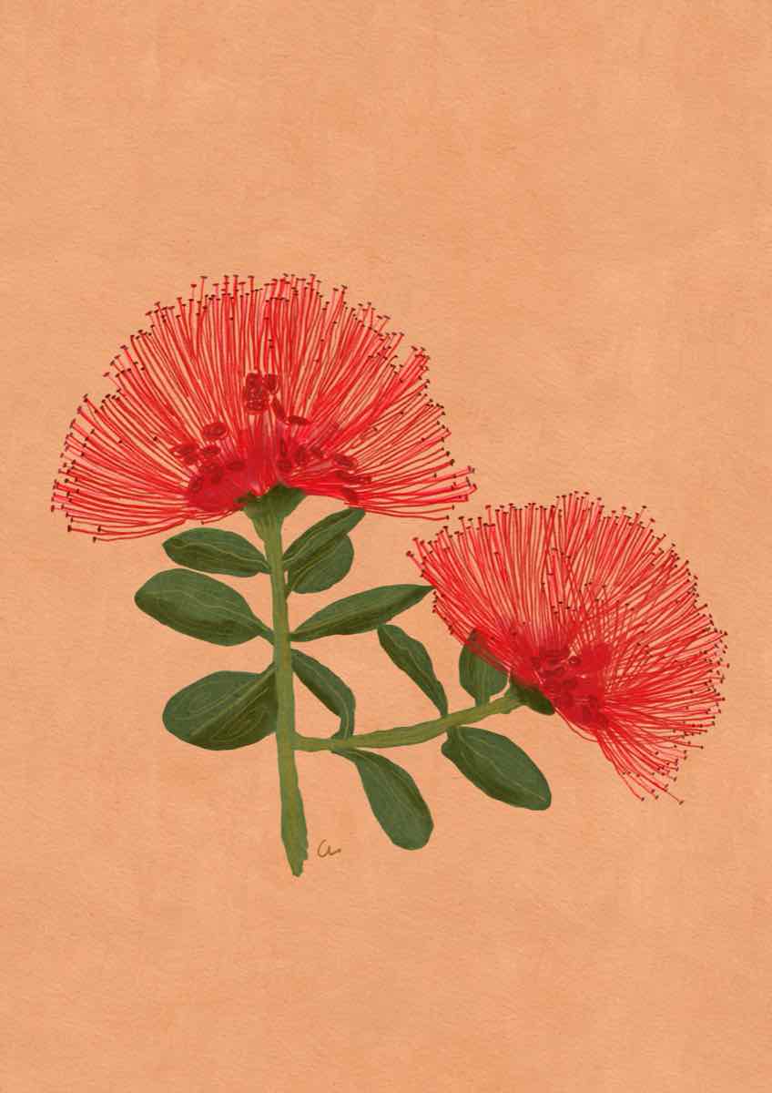 Two red ʻōhiʻa lehua blossoms on a green stem against peach