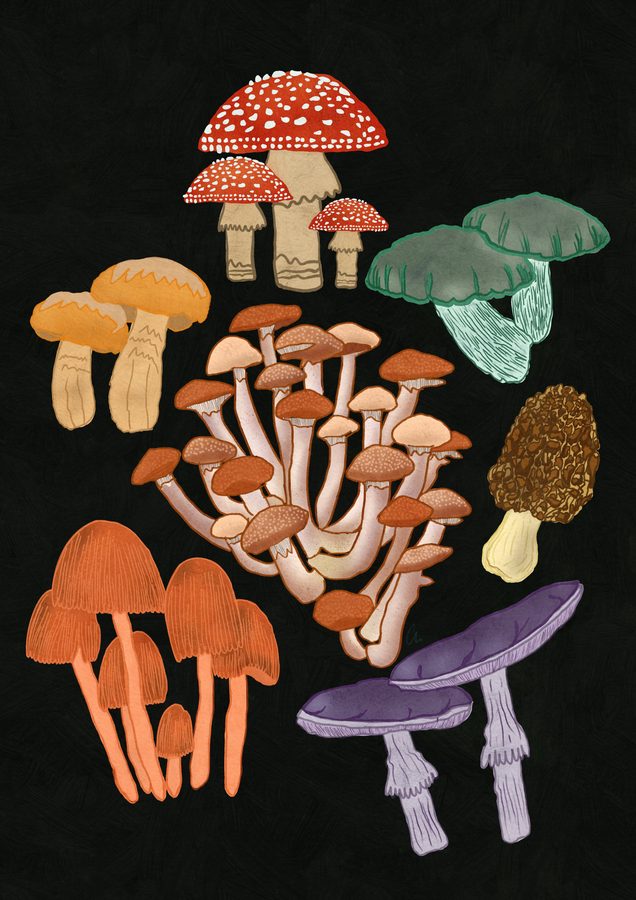 A poster of wild mushrooms, from fly agarics to morels, on black